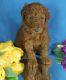 Standard Poodle Puppies for sale in McHenry, IL, USA. price: $1,200