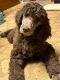 Standard Poodle Puppies for sale in Buffalo, New York. price: $850