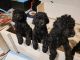 Standard Poodle Puppies for sale in El Paso, TX, USA. price: NA