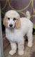Standard Poodle Puppies for sale in Paris, Tennessee. price: $150