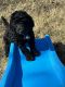 Standard Poodle Puppies for sale in Jackson, Tennessee. price: $800