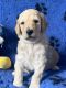 Standard Poodle Puppies for sale in Tamworth, New South Wales. price: $2,000