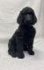 Standard Poodle Puppies for sale in Scranton, Pennsylvania. price: $900