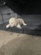 Standard Poodle Puppies for sale in Macon, Georgia. price: $2,000