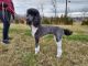 Standard Poodle Puppies for sale in White Plains, KY 42464, USA. price: $1,200