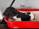 Standard Poodle Puppies for sale in Denver, CO, USA. price: $1,200