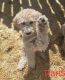 Standard Poodle Puppies for sale in Grand Rapids, Michigan. price: $350