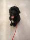 Standard Poodle Puppies for sale in Otego, New York. price: $1,200