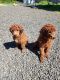 Standard Poodle Puppies for sale in Salem, Oregon. price: NA