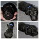 Standard Poodle Puppies for sale in Higdon, Alabama. price: $400