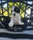 Standard Poodle Puppies for sale in Lake City, Florida. price: $1,000