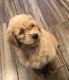 Standard Poodle Puppies for sale in Pilot Point, TX 76258, USA. price: NA