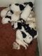 Standard Poodle Puppies for sale in Seaman, OH 45679, USA. price: NA