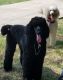 Standard Poodle Puppies for sale in Mason, OH, USA. price: NA