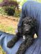 Standard Poodle Puppies for sale in Germantown, TN, USA. price: NA