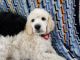Standard Poodle Puppies for sale in Aberdeen, SD 57401, USA. price: $1,200