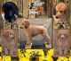 Standard Poodle Puppies for sale in Johnson City, TN, USA. price: NA