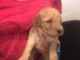 Standard Poodle Puppies for sale in Castle Rock, CO, USA. price: NA
