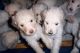 Standard Poodle Puppies for sale in Houston, AR 72070, USA. price: NA