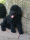 Standard Poodle Puppies for sale in Sheffield, OH, USA. price: NA