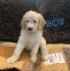Standard Poodle Puppies for sale in Russellville, AL, USA. price: NA