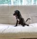 Standard Poodle Puppies for sale in Bellville, OH, USA. price: NA