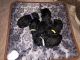 Standard Poodle Puppies for sale in Pine River, WI 54965, USA. price: NA