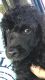 Standard Poodle Puppies for sale in Paris, KY 40361, USA. price: $800