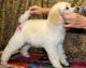 Standard Poodle Puppies for sale in Boston, MA 02109, USA. price: $500
