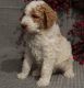Standard Poodle Puppies for sale in Madison, WI 53707, USA. price: $500