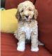 Standard Poodle Puppies for sale in New Bedford, MA 02741, USA. price: $500