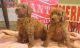Standard Poodle Puppies for sale in Phoenix, AZ 85019, USA. price: NA