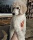 Standard Poodle Puppies for sale in Buechel, KY 40218, USA. price: NA