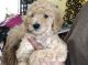 Standard Poodle Puppies for sale in Raleigh, NC, USA. price: NA