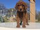 Standard Poodle Puppies for sale in Portland, OR 97213, USA. price: $500