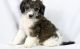 Standard Poodle Puppies for sale in Little Rock, AR 72209, USA. price: $500