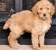 Standard Poodle Puppies for sale in Hartford, CT 06104, USA. price: $600