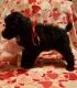 Standard Poodle Puppies for sale in Columbus, OH, USA. price: NA