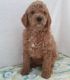Standard Poodle Puppies for sale in Little Rock, AR 72204, USA. price: NA