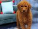 Standard Poodle Puppies for sale in Portland, OR, USA. price: $400