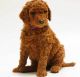 Standard Poodle Puppies for sale in Detroit, MI, USA. price: NA