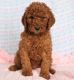 Standard Poodle Puppies for sale in Columbia, SC, USA. price: NA
