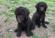 Standard Poodle Puppies for sale in Wichita, KS, USA. price: $600