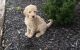 Standard Poodle Puppies for sale in Thomaston Ave, Waterbury, CT, USA. price: $600