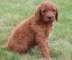 Standard Poodle Puppies for sale in Orlando, FL, USA. price: $500