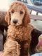 Standard Poodle Puppies for sale in Colorado Springs, CO, USA. price: NA