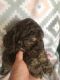 Standard Poodle Puppies for sale in Ash Grove, MO 65604, USA. price: NA