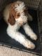 Standard Poodle Puppies for sale in Lancaster, PA, USA. price: NA