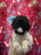 Standard Poodle Puppies for sale in Pahrump, NV 89048, USA. price: NA