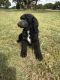 Standard Poodle Puppies for sale in Kempner, TX, USA. price: NA